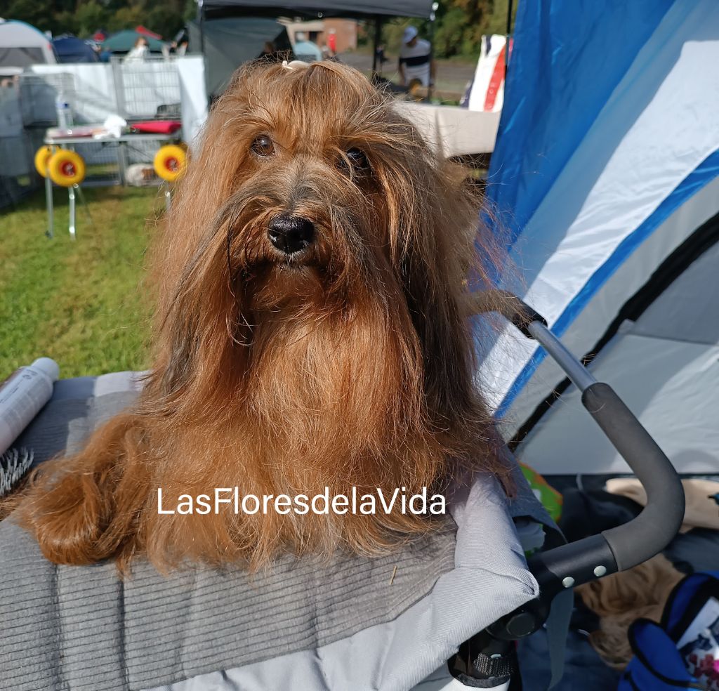 CH. Oye chica baila de las flores de la vida - 1er excellent - Meilleur de race