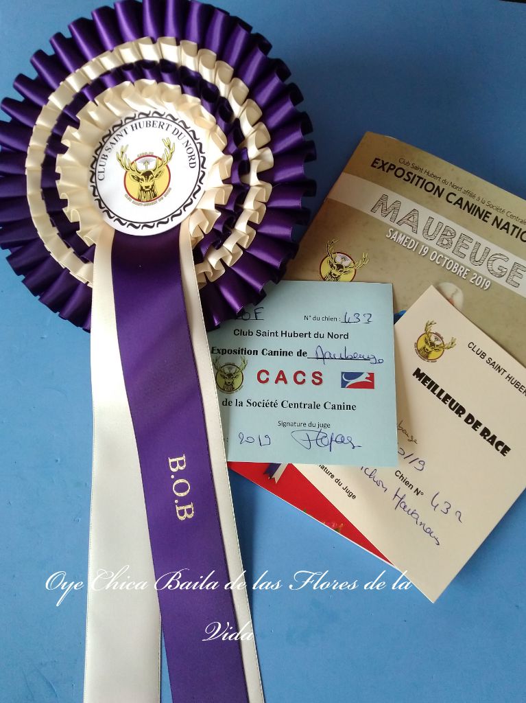 CH. Oye chica baila de las flores de la vida - 1er Excellent CAC - BOB