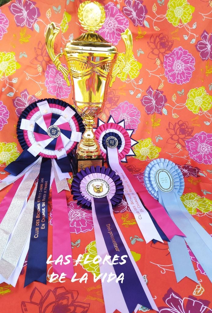 CH. Oye chica baila de las flores de la vida - 1er excellent BOB et meilleur chien de la Régionale