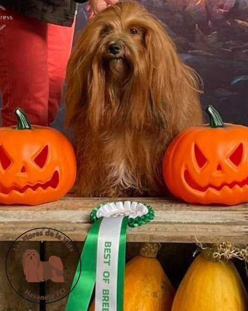 CH. Oye chica baila de las flores de la vida - CAC Meilleur de race