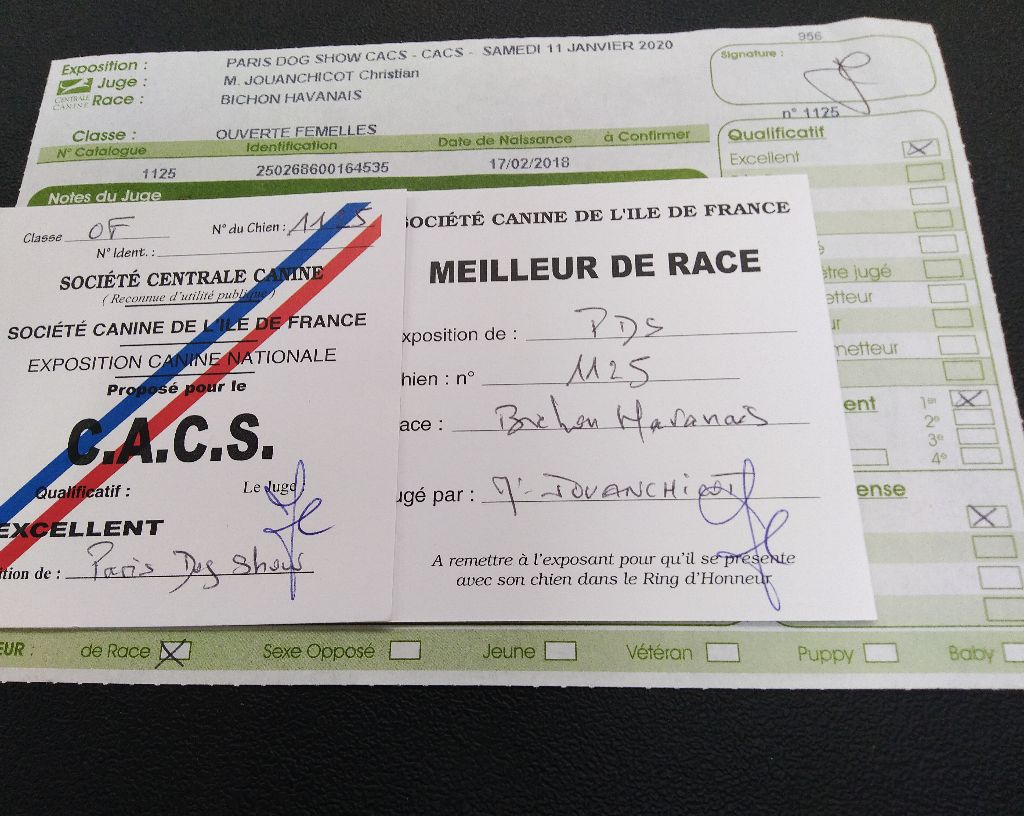 CH. Oye chica baila de las flores de la vida - 1er excellent CACS - MEILLEUR DE RACE