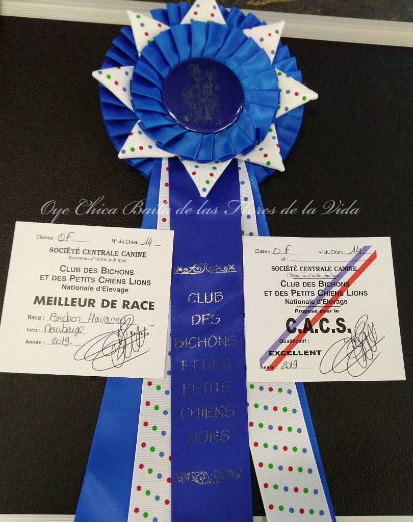 CH. Oye chica baila de las flores de la vida - 1er Excellent CAC - BOB