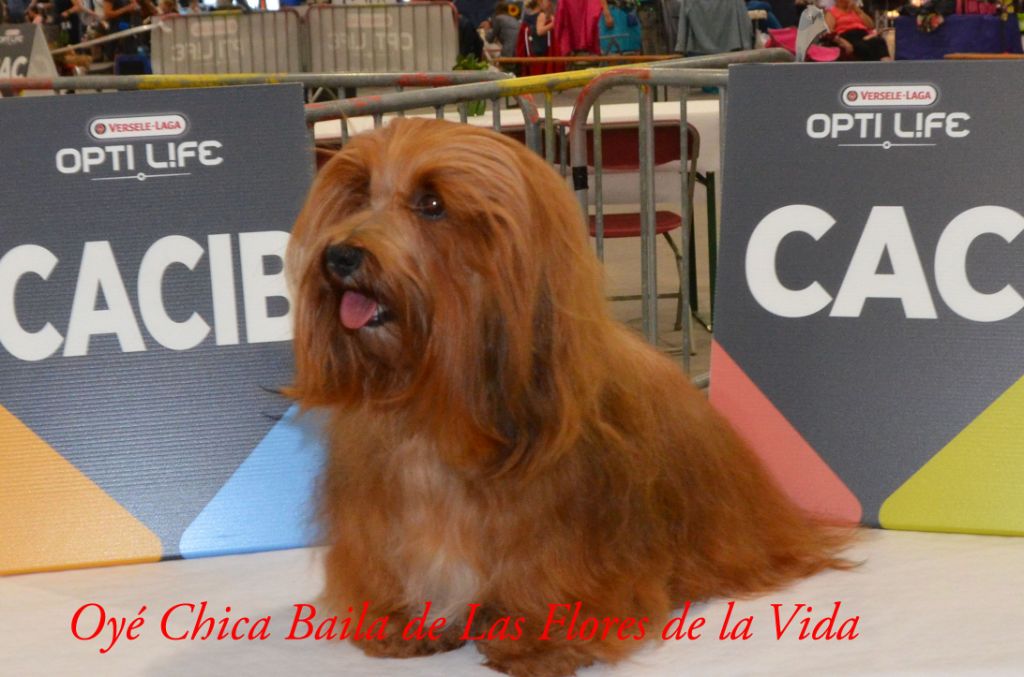 CH. Oye chica baila de las flores de la vida - 1er Excellent CAC - CACIB - BOB