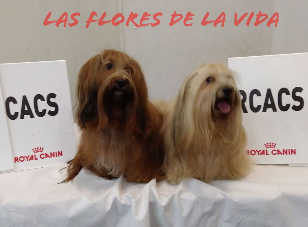 CH. Oye chica baila de las flores de la vida - 1er Excellent CACS - BOB