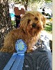 CH. Sidonia baila de las flores de la vida - 1er Très Prometteur meilleur puppy 