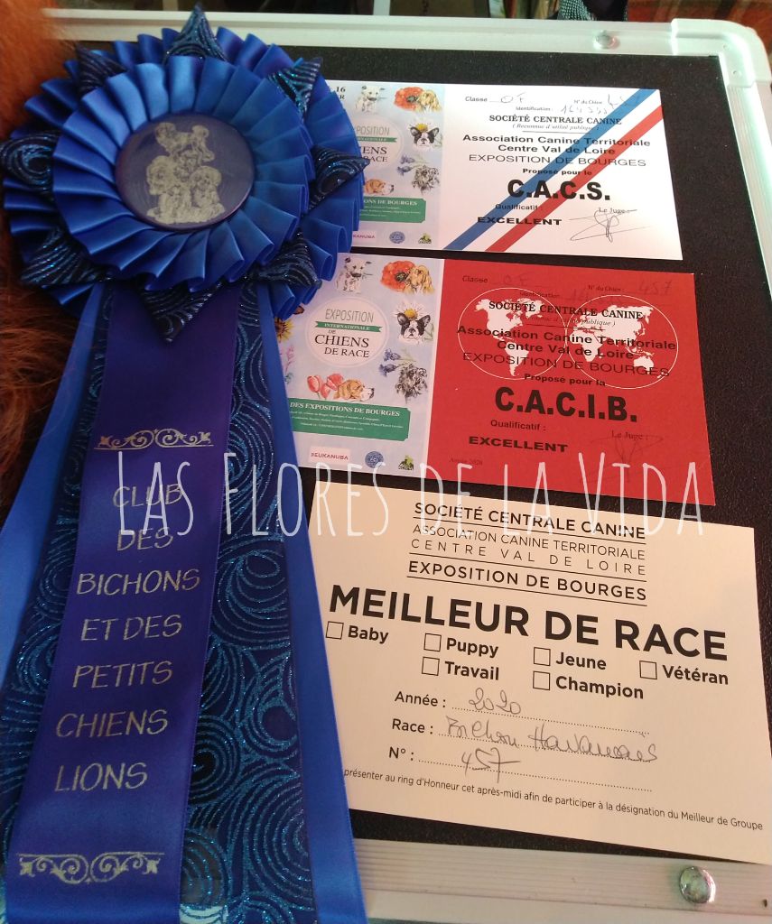 CH. Oye chica baila de las flores de la vida - CACS - CACIB BOB (meilleur de race)