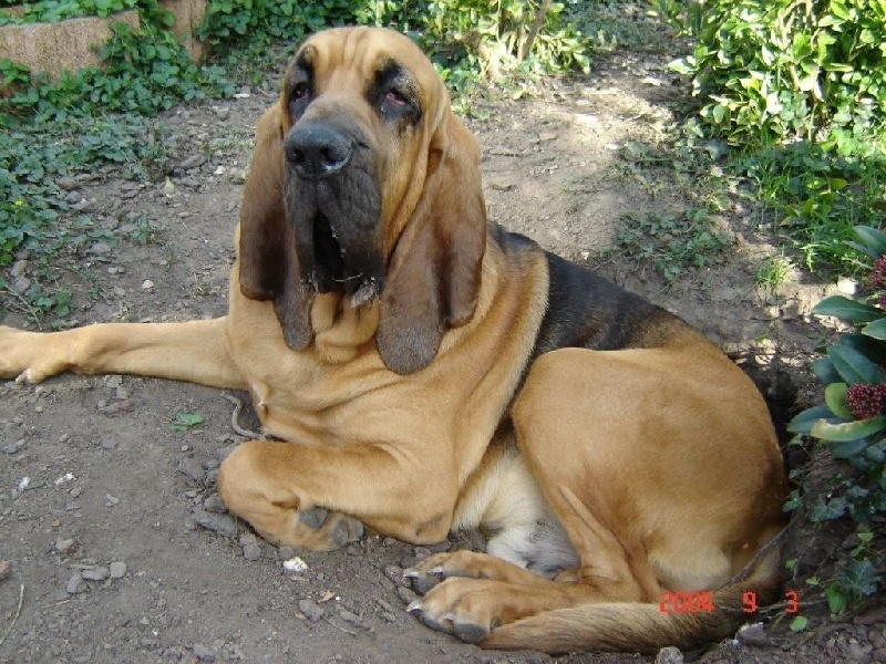 Publication : Légende d'Autrefois