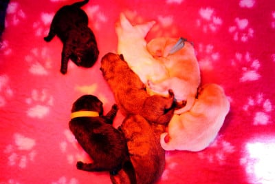 Les chiots de Chow Chow