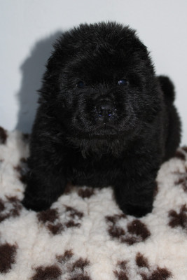 Les chiots de Chow Chow