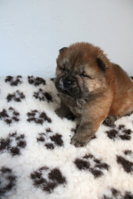 Les chiots de Chow Chow