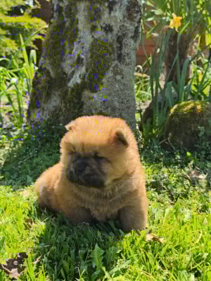 Les chiots de Chow Chow