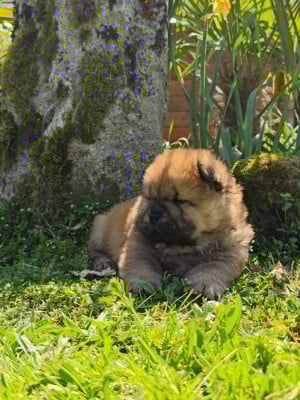 Les chiots de Chow Chow