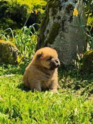 Les chiots de Chow Chow