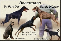 du Parc des marais d'Opale