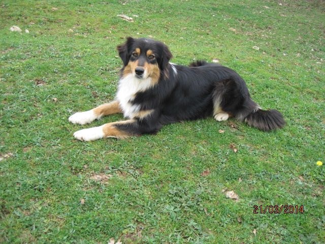 Publication : des bergers de rocamadour Auteur : collet didier