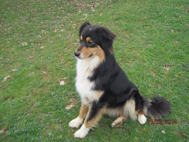 Publication : des bergers de rocamadour Auteur : collet didier