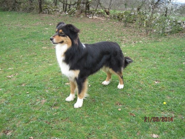 Publication : des bergers de rocamadour Auteur : collet didier