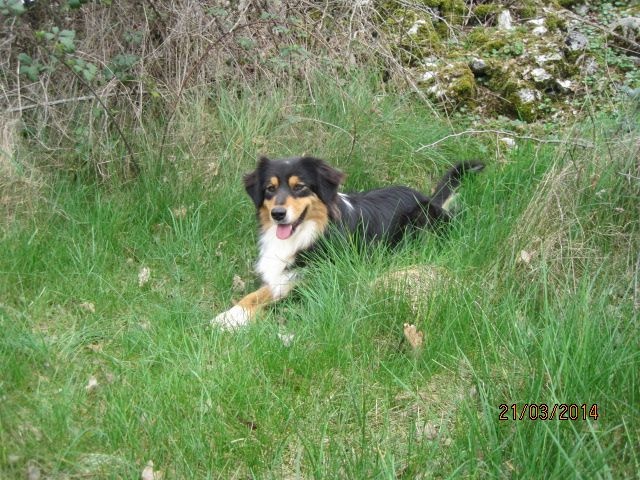 Publication : des bergers de rocamadour Auteur : collet didier