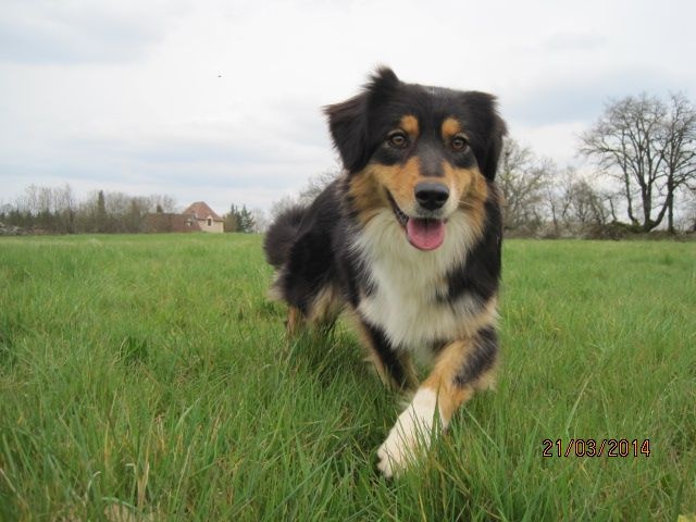 Publication : des bergers de rocamadour Auteur : collet didier