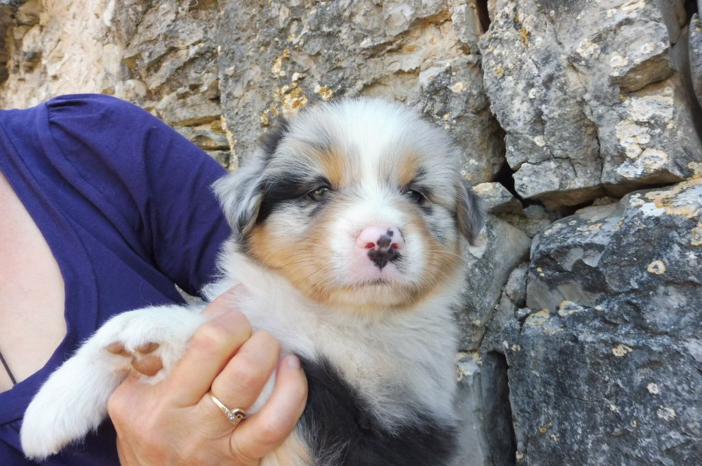 CHIOT 8 - Berger Australien