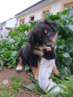 Les chiots de Berger Australien
