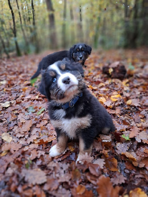 Les chiots de Berger Australien