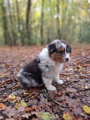 Les chiots de Berger Australien