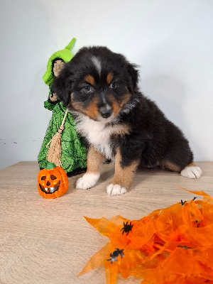Les chiots de Berger Australien
