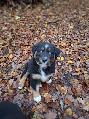 Les chiots de Berger Australien