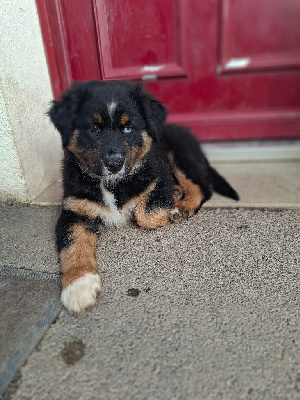Les chiots de Berger Australien