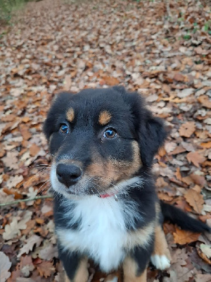 Les chiots de Berger Australien
