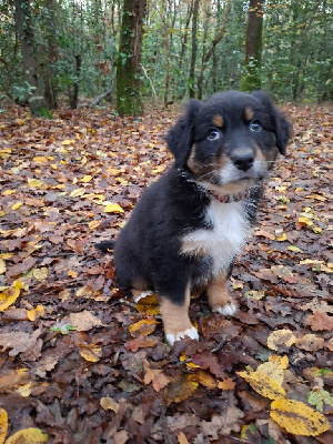Les chiots de Berger Australien