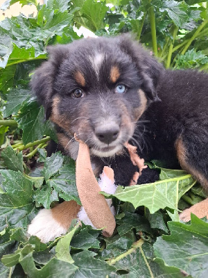 Les chiots de Berger Australien