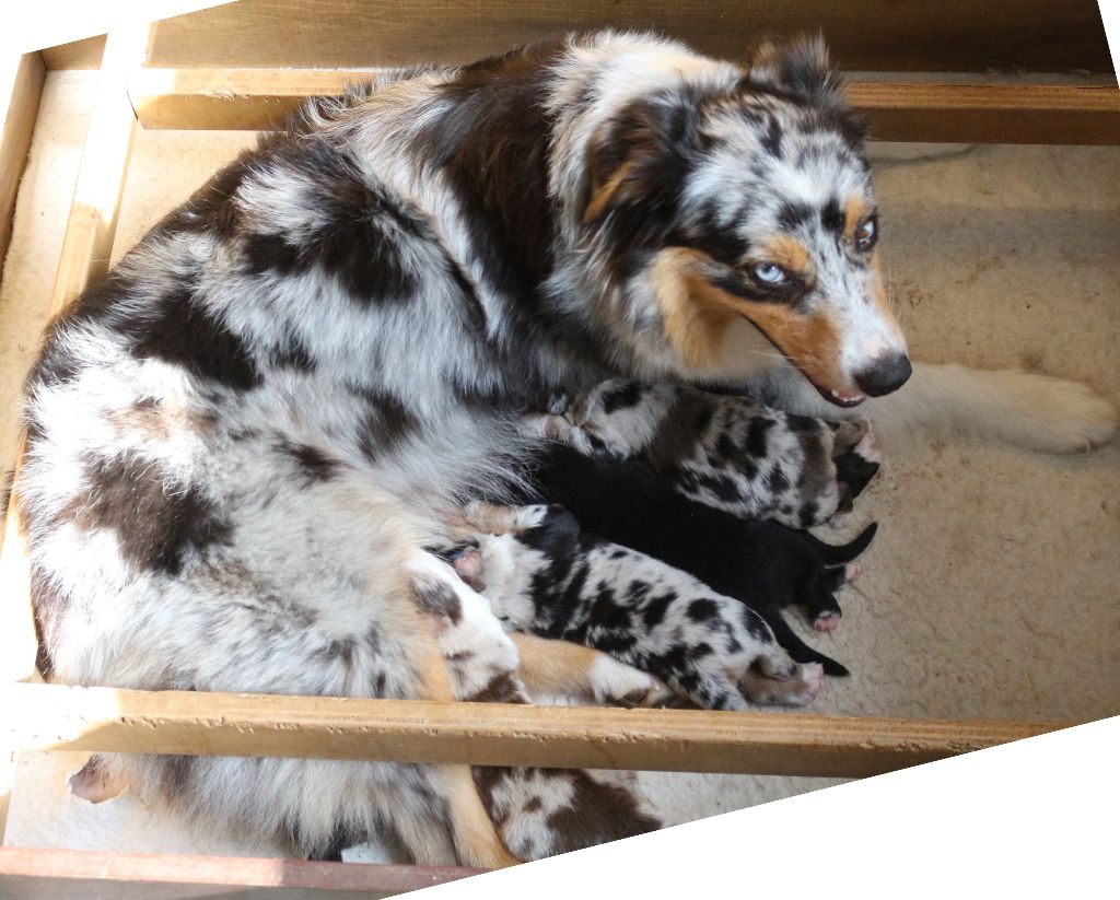 Accueil Elevage De Natyben Eleveur De Chiens Berger