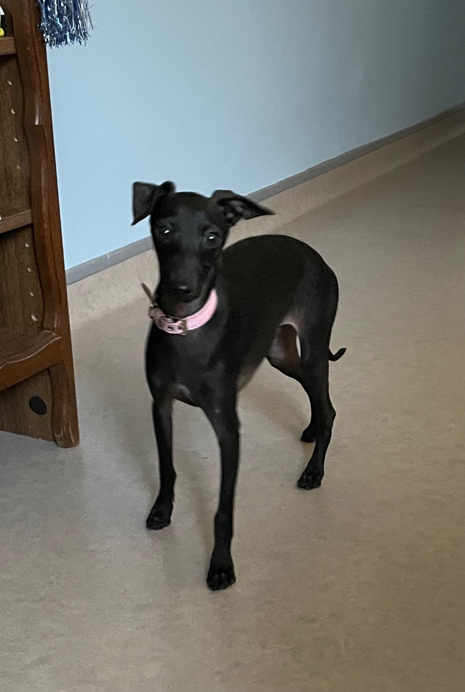 Petit Levrier Italien - du domaine de Peyrazet