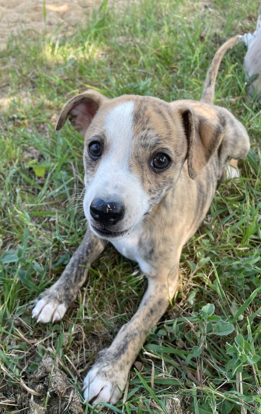 Whippet - du domaine de Peyrazet