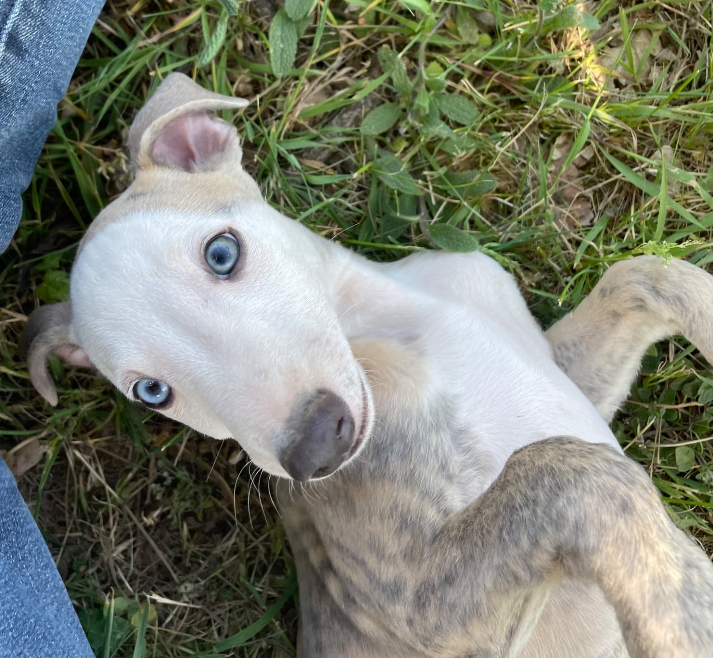 BARNABÉ