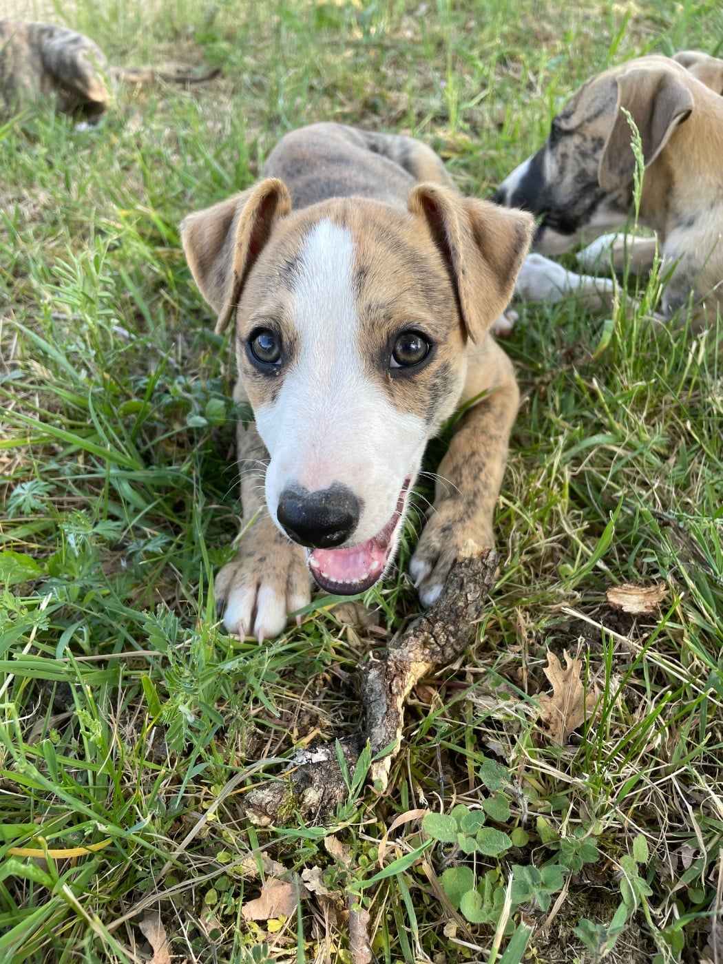 BUDDY