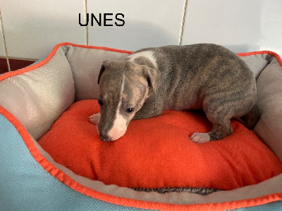 UNES - Whippet