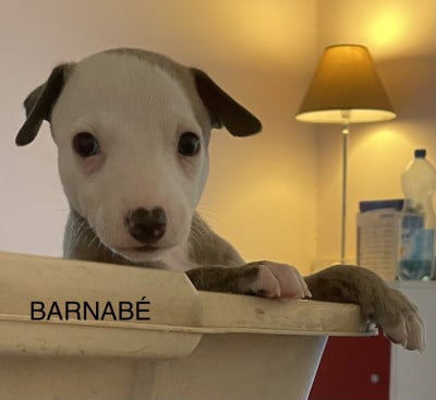 Les chiots de Whippet