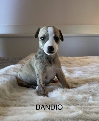 Les chiots de Whippet