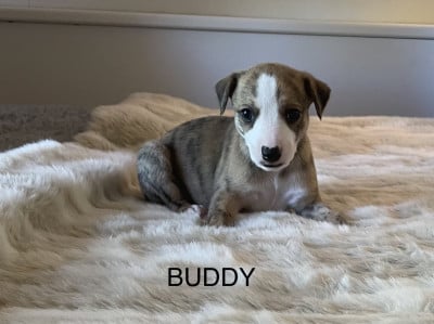 Les chiots de Whippet