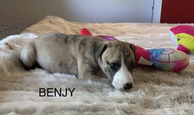 Les chiots de Whippet