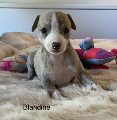 Les chiots de Whippet