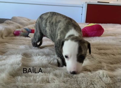 Les chiots de Whippet