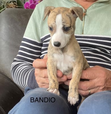 Les chiots de Whippet