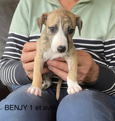 Les chiots de Whippet