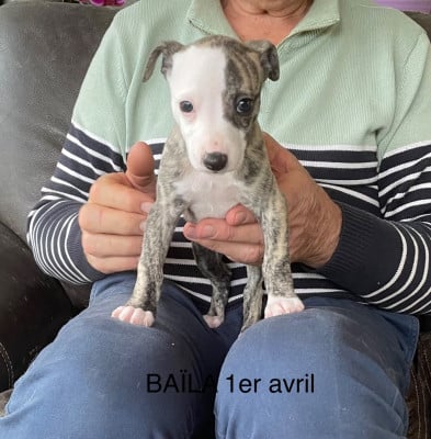 Les chiots de Whippet