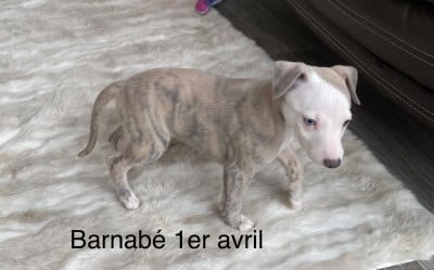 Les chiots de Whippet