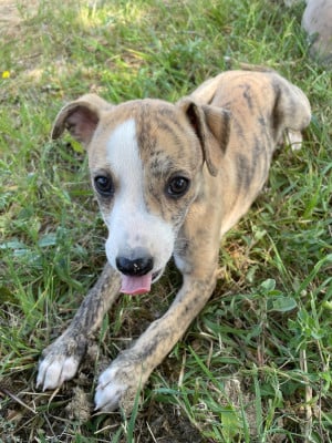BIBI - Whippet